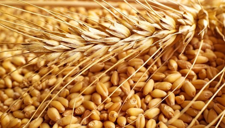 Россия экспортировала в Китай более миллиона тонн зерна