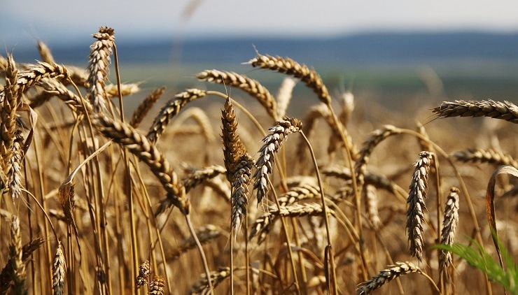 Россия может увеличить экспорт пшеницы в Мексику