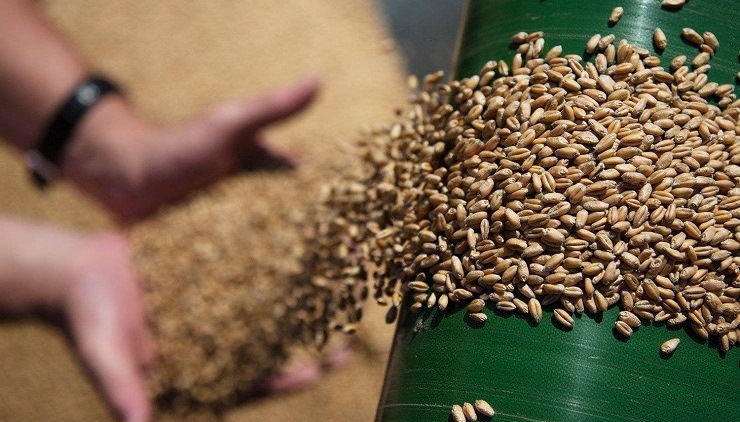 Цены на зерно достигли 7-летнего максимума