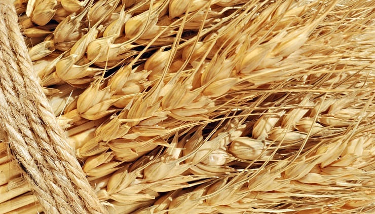 Россия экспортирует 1,5 миллиона тонн зерна