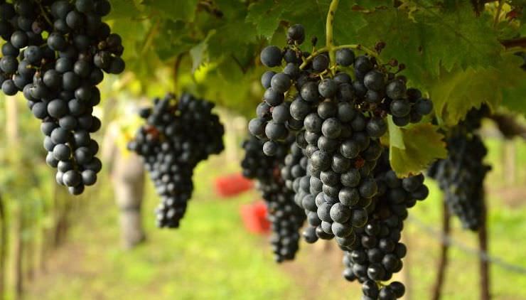 Мировое производство вина выросло, Италия - крупнейший винодел