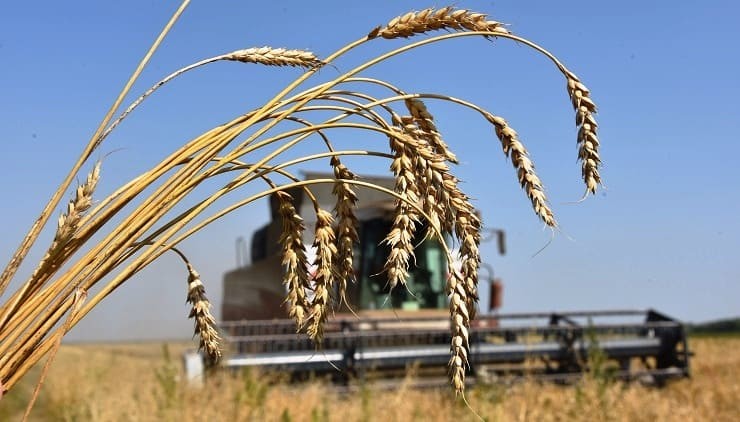 Взлетела до небес. Почему российская пшеница дороже нефти?